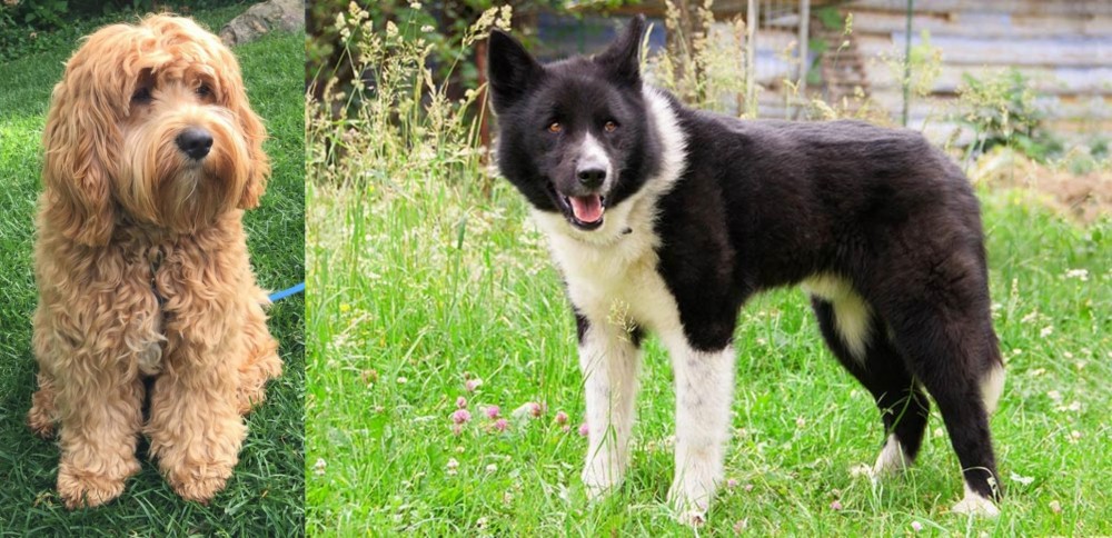 Karelian Bear Dog vs Cockapoo - Breed Comparison