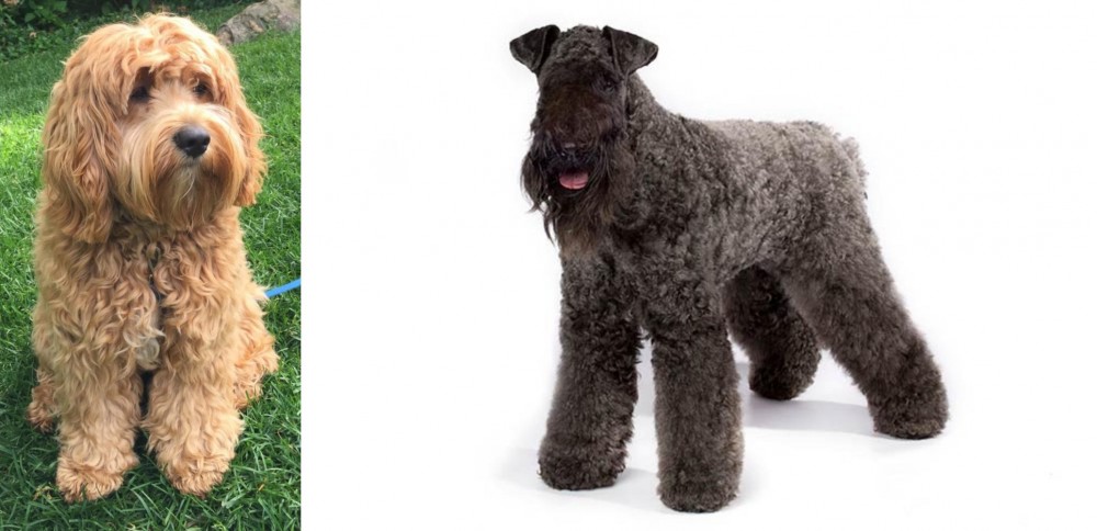 Kerry Blue Terrier vs Cockapoo - Breed Comparison