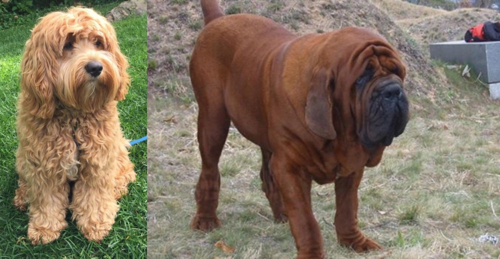 Korean Mastiff vs Cockapoo - Breed Comparison