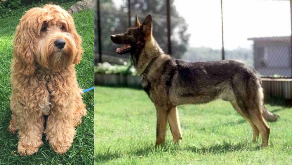Kunming Dog vs Cockapoo - Breed Comparison