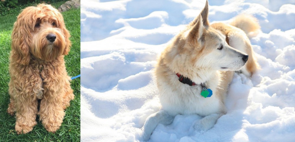 Labrador Husky vs Cockapoo - Breed Comparison
