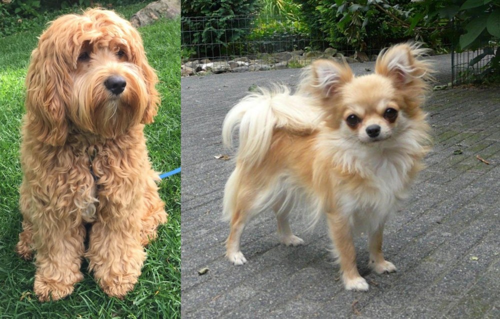 Long Haired Chihuahua vs Cockapoo - Breed Comparison