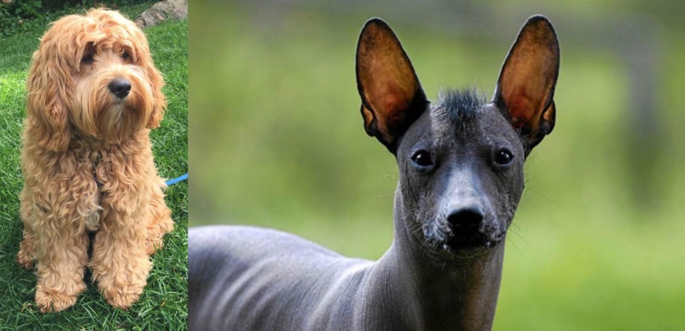 Mexican Hairless vs Cockapoo - Breed Comparison