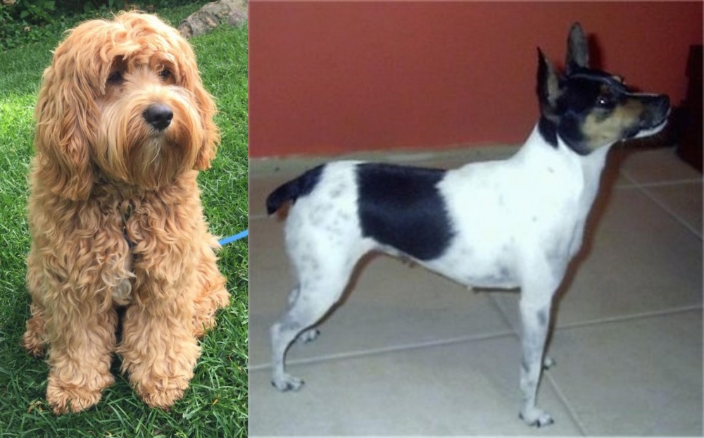 Miniature Fox Terrier vs Cockapoo - Breed Comparison