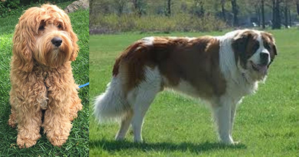Moscow Watchdog vs Cockapoo - Breed Comparison