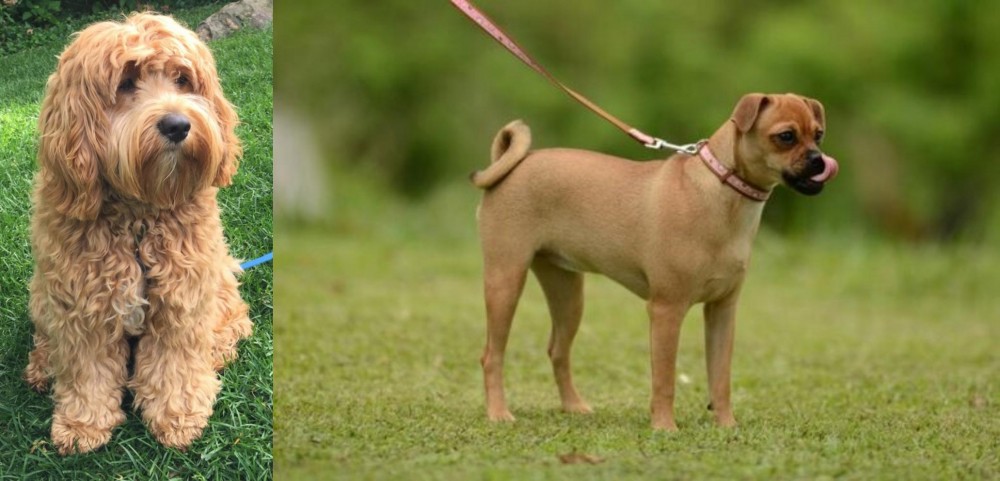 Muggin vs Cockapoo - Breed Comparison