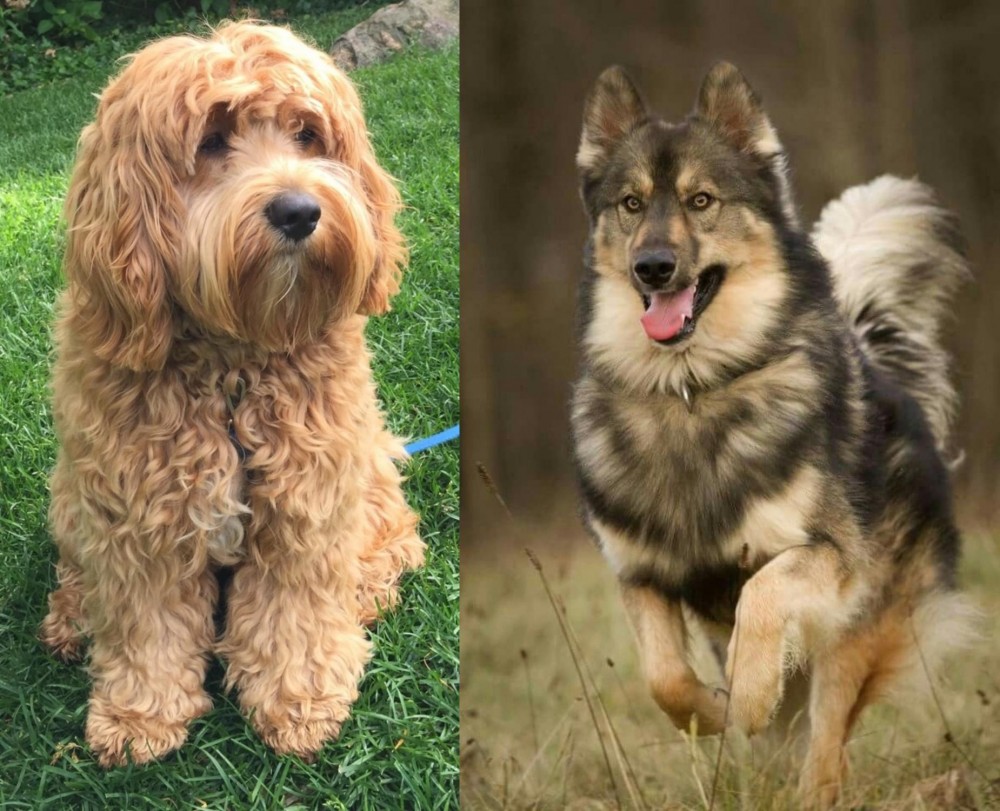 Native American Indian Dog vs Cockapoo - Breed Comparison
