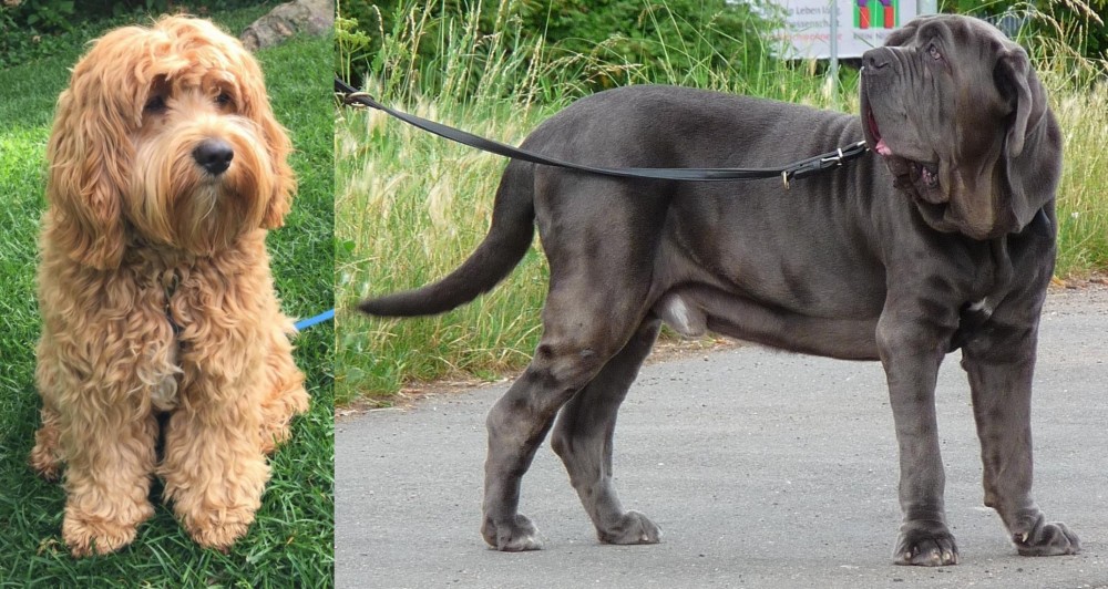 Neapolitan Mastiff vs Cockapoo - Breed Comparison