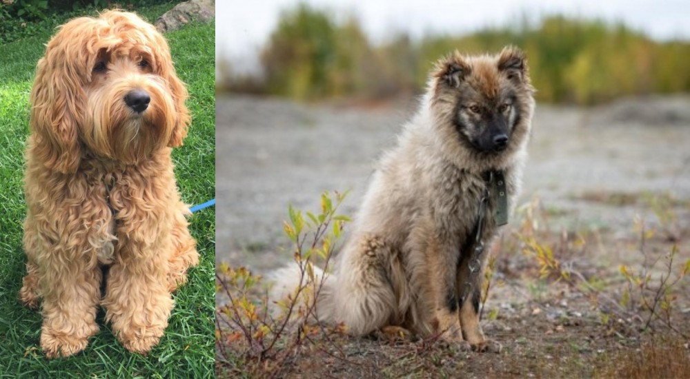 Nenets Herding Laika vs Cockapoo - Breed Comparison