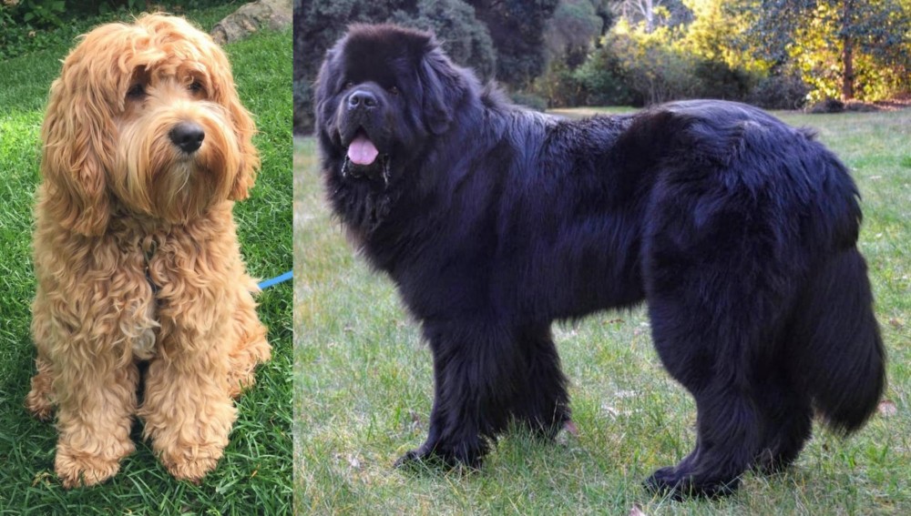 Newfoundland Dog vs Cockapoo - Breed Comparison