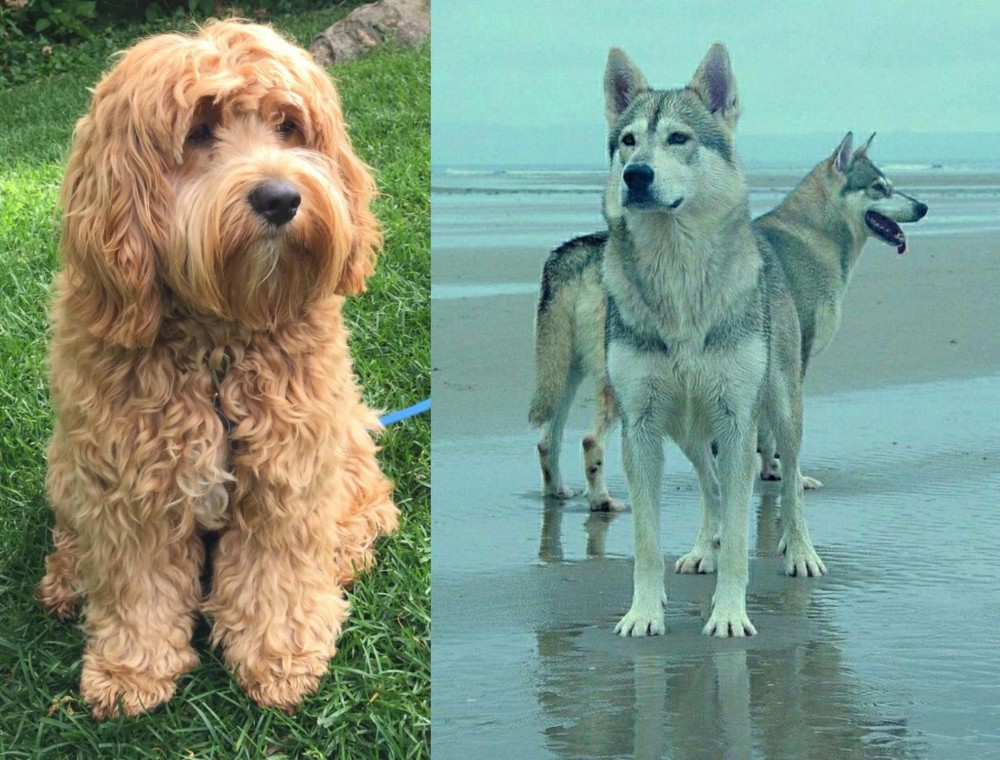 Northern Inuit Dog vs Cockapoo - Breed Comparison