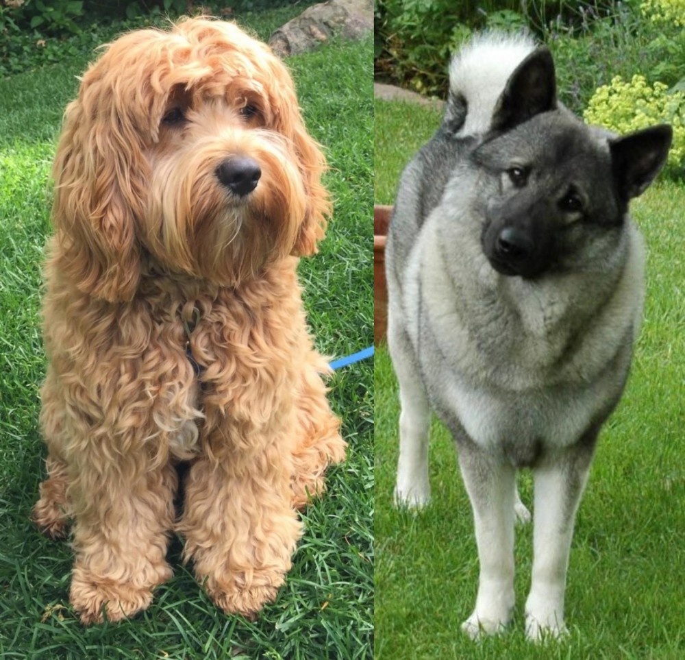 Norwegian Elkhound vs Cockapoo - Breed Comparison