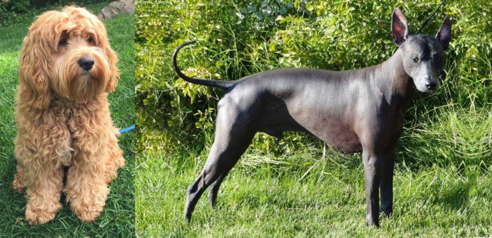 Peruvian Hairless vs Cockapoo - Breed Comparison