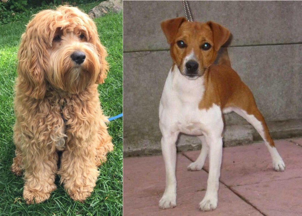 Plummer Terrier vs Cockapoo - Breed Comparison