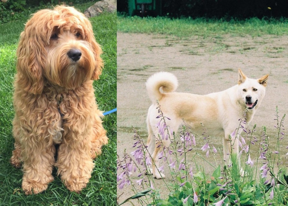 Pungsan Dog vs Cockapoo - Breed Comparison