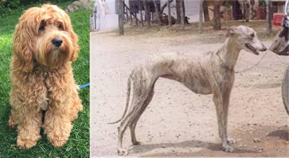 Rampur Greyhound vs Cockapoo - Breed Comparison
