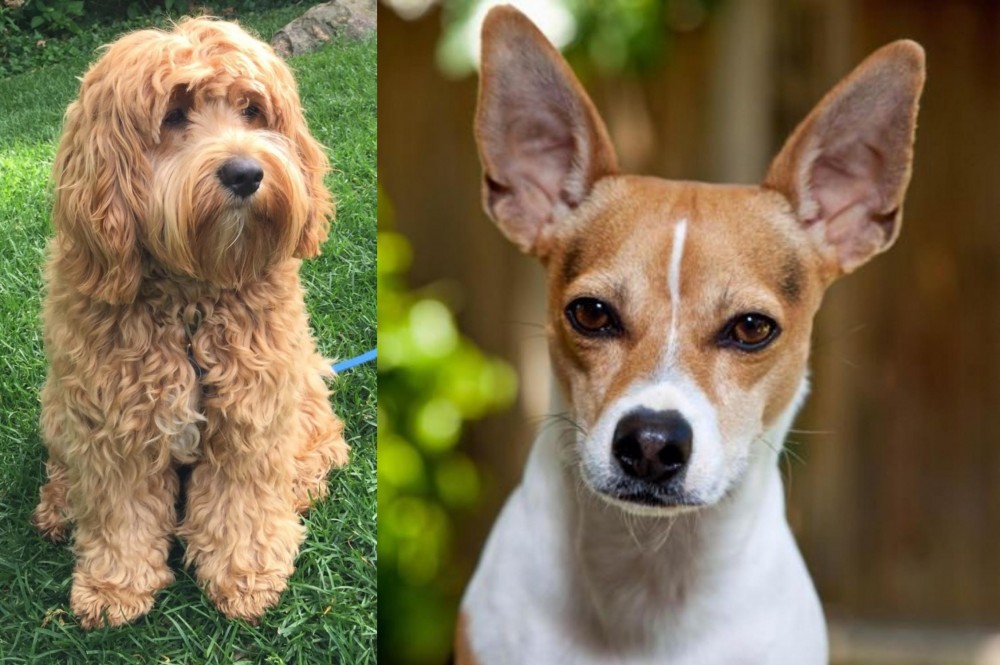 Rat Terrier vs Cockapoo - Breed Comparison
