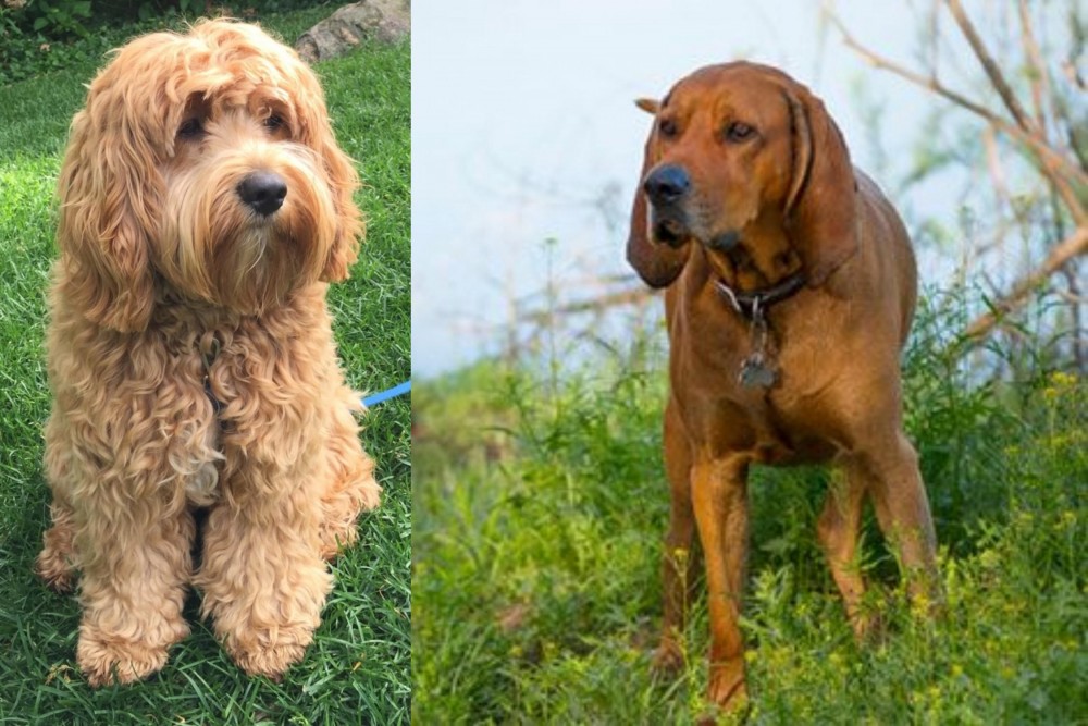 Redbone Coonhound vs Cockapoo - Breed Comparison