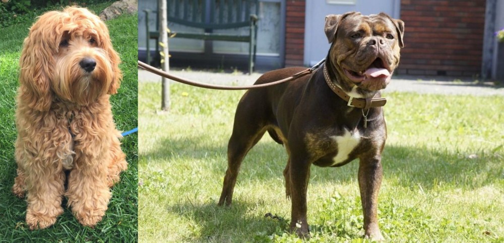 Renascence Bulldogge vs Cockapoo - Breed Comparison