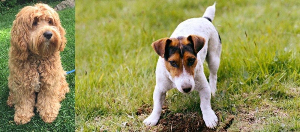 Russell Terrier vs Cockapoo - Breed Comparison
