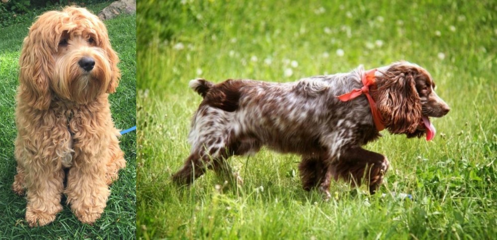 Russian Spaniel vs Cockapoo - Breed Comparison