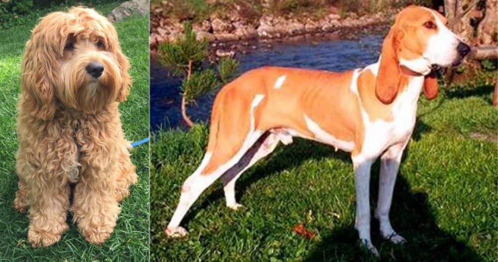 Schweizer Laufhund vs Cockapoo - Breed Comparison