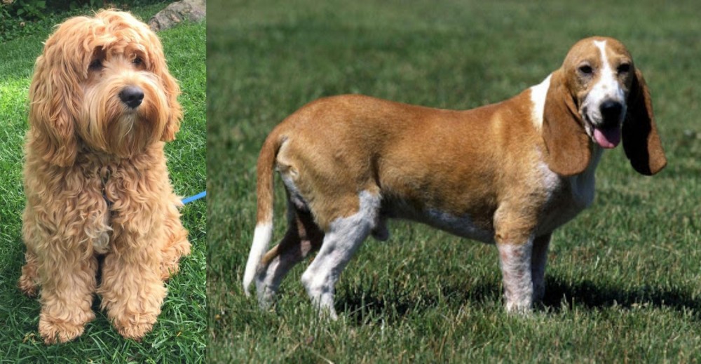 Schweizer Niederlaufhund vs Cockapoo - Breed Comparison
