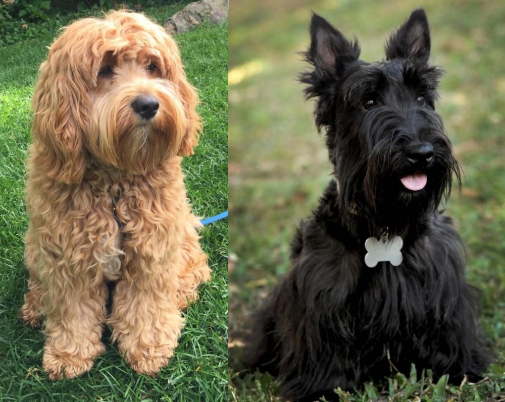 Scoland Terrier vs Cockapoo - Breed Comparison