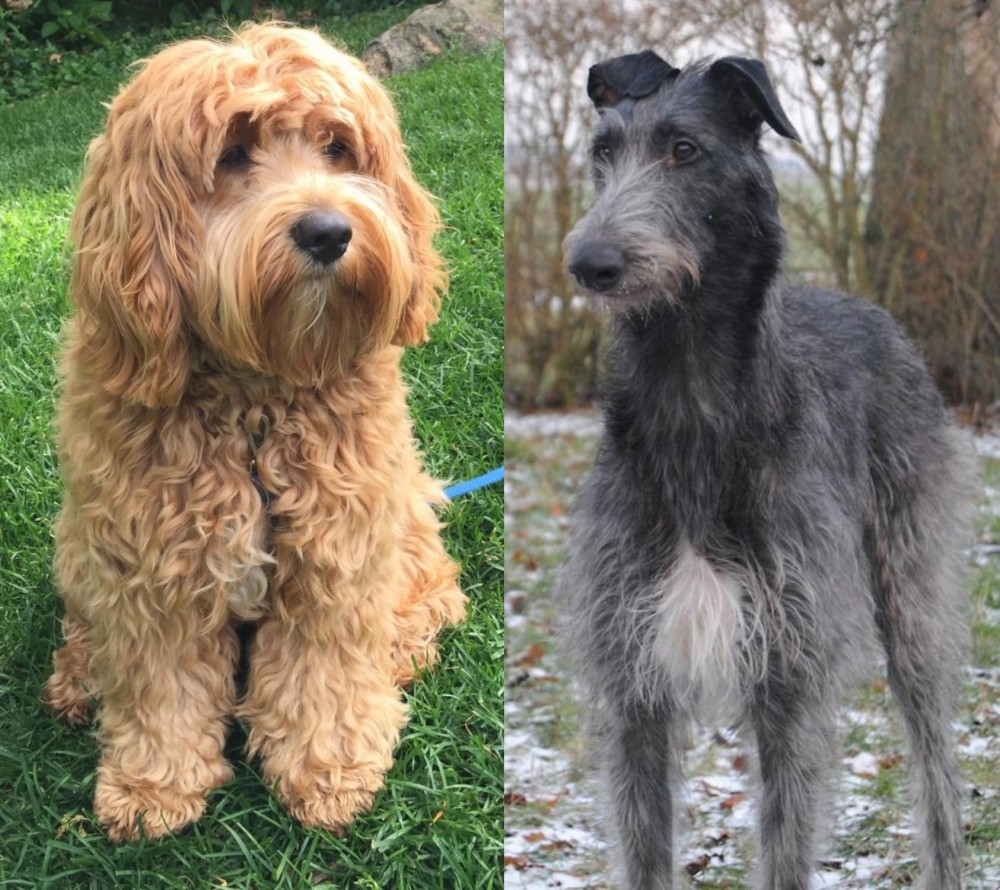 Scottish Deerhound vs Cockapoo - Breed Comparison