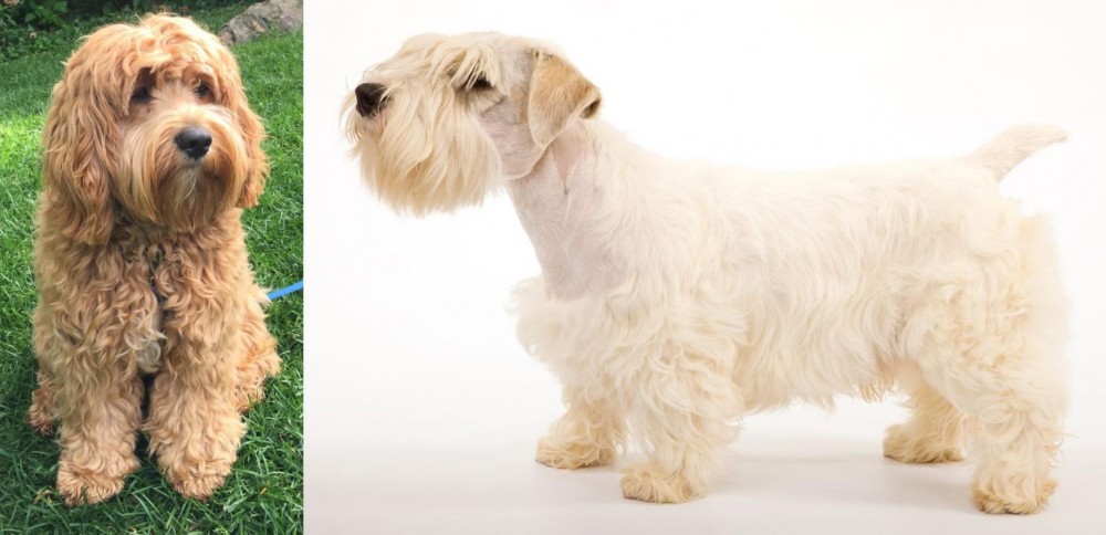 Sealyham Terrier vs Cockapoo - Breed Comparison