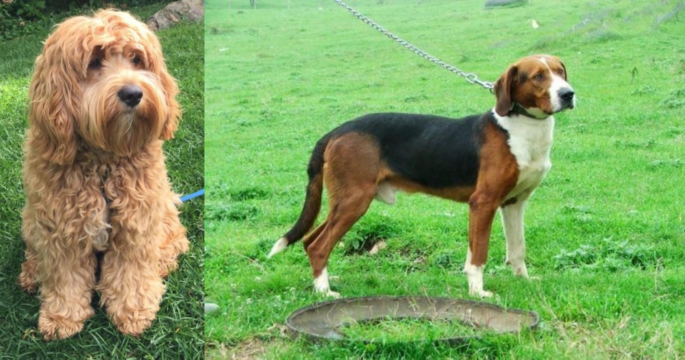 Serbian Tricolour Hound vs Cockapoo - Breed Comparison