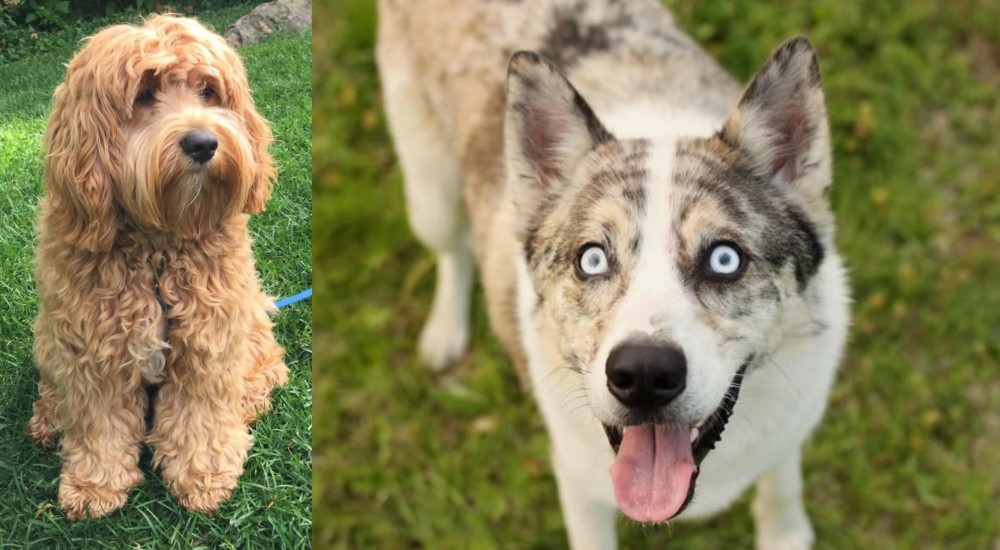 Shepherd Husky vs Cockapoo - Breed Comparison