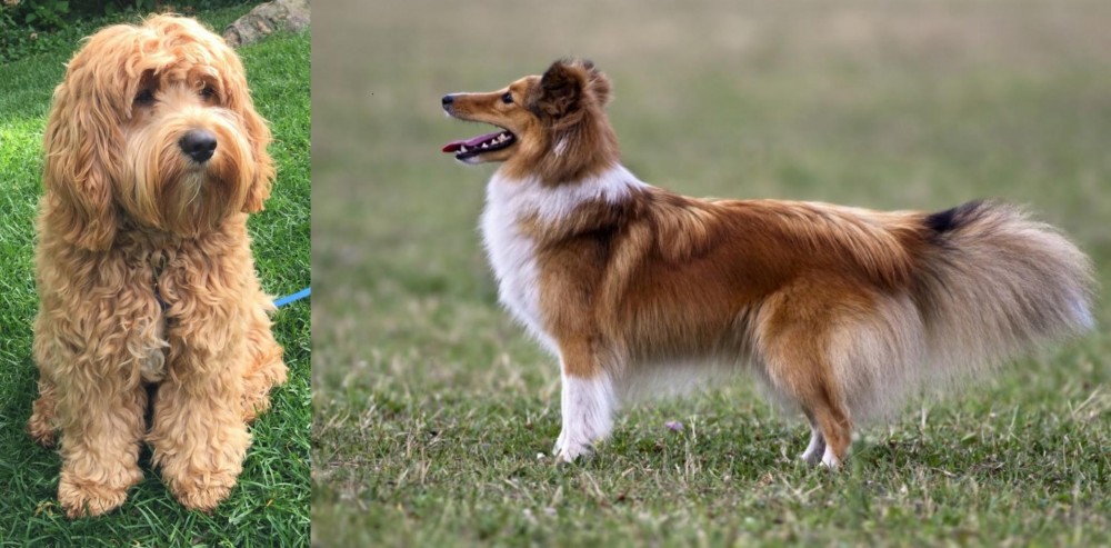 Shetland Sheepdog vs Cockapoo - Breed Comparison
