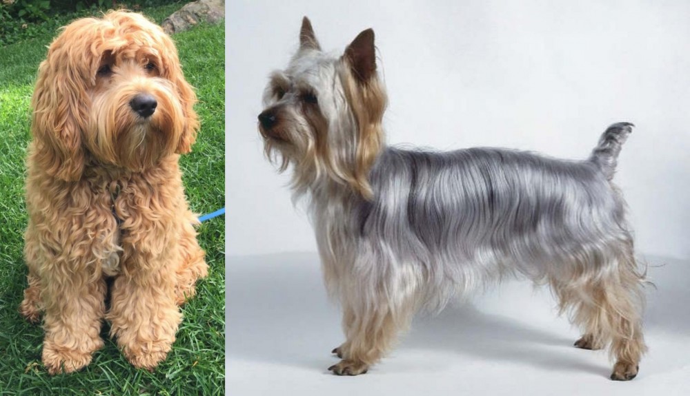 Silky Terrier vs Cockapoo - Breed Comparison