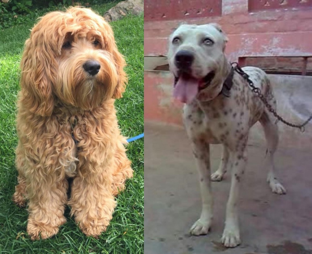 Sindh Mastiff vs Cockapoo - Breed Comparison
