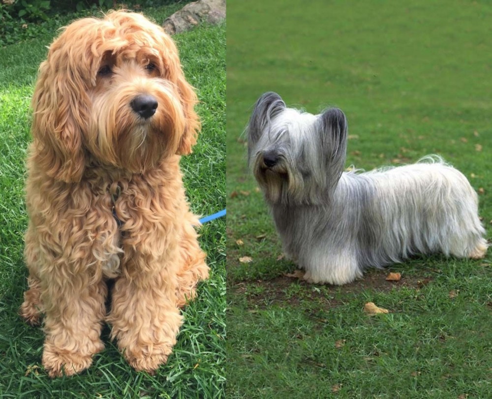 Skye Terrier vs Cockapoo - Breed Comparison