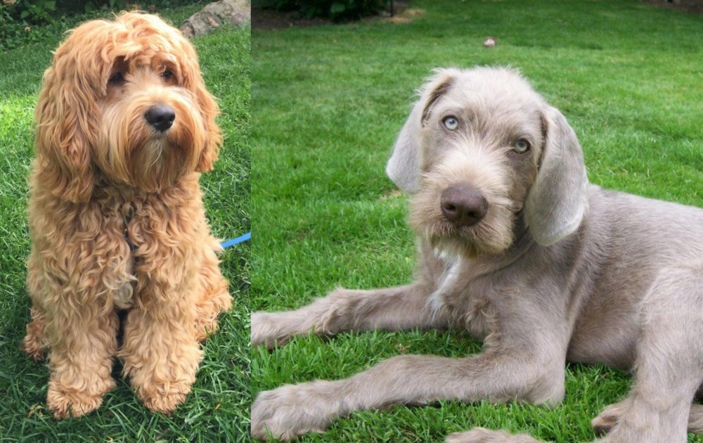 Slovakian Rough Haired Pointer vs Cockapoo - Breed Comparison