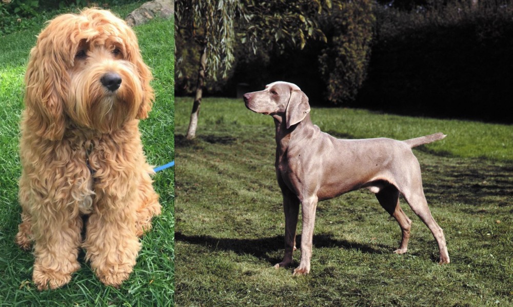 Smooth Haired Weimaraner vs Cockapoo - Breed Comparison