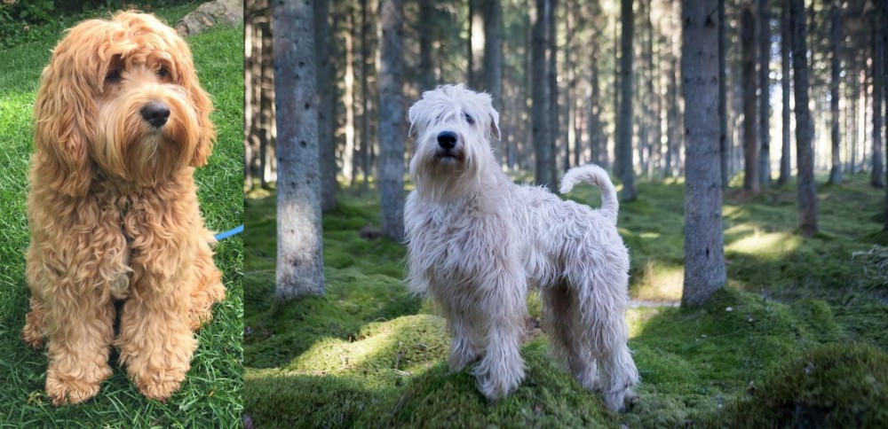 Soft-Coated Wheaten Terrier vs Cockapoo - Breed Comparison