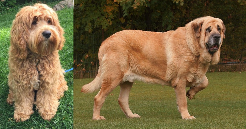 Spanish Mastiff vs Cockapoo - Breed Comparison