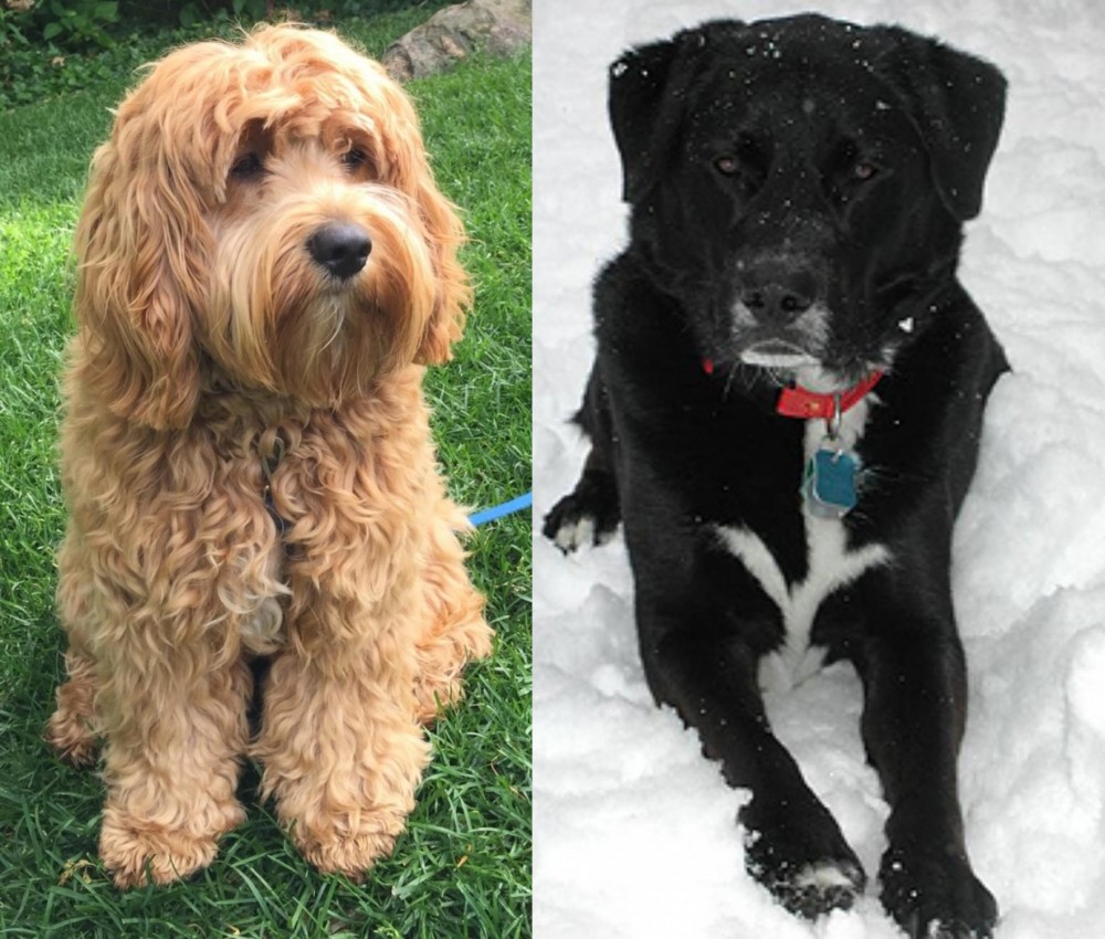 St. John's Water Dog vs Cockapoo - Breed Comparison