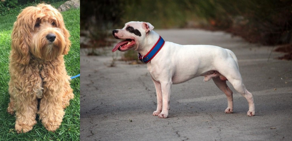 Staffordshire Bull Terrier vs Cockapoo - Breed Comparison