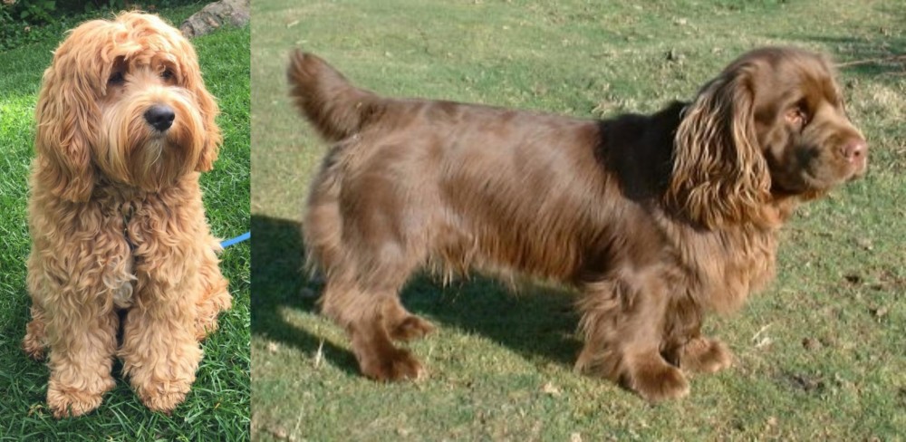 Sussex Spaniel vs Cockapoo - Breed Comparison