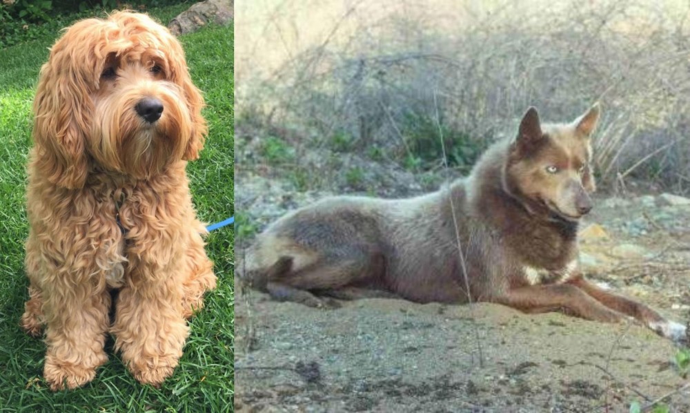 Tahltan Bear Dog vs Cockapoo - Breed Comparison