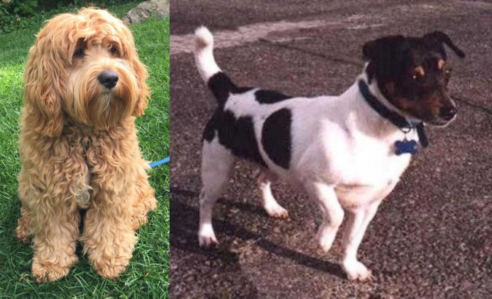Teddy Roosevelt Terrier vs Cockapoo - Breed Comparison