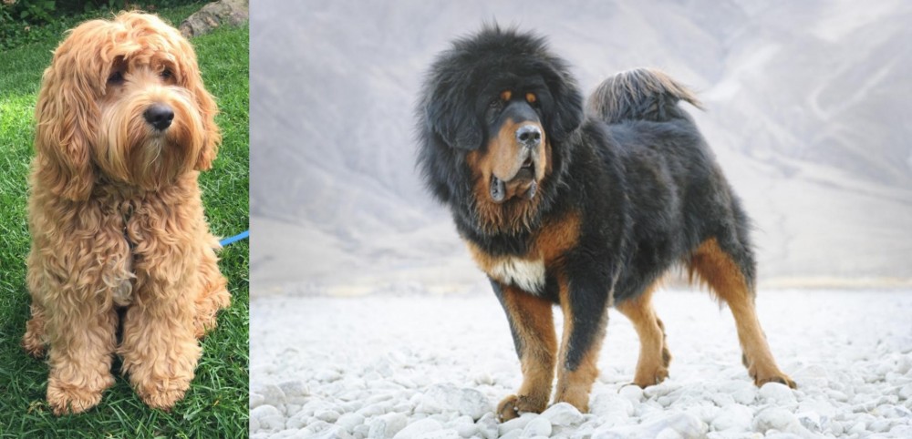 Tibetan Mastiff vs Cockapoo - Breed Comparison