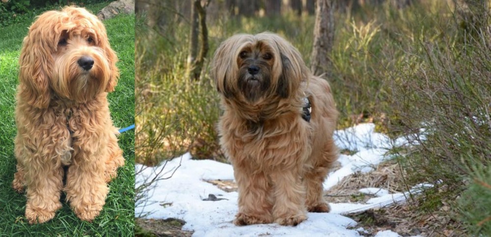 Tibetan Terrier vs Cockapoo - Breed Comparison