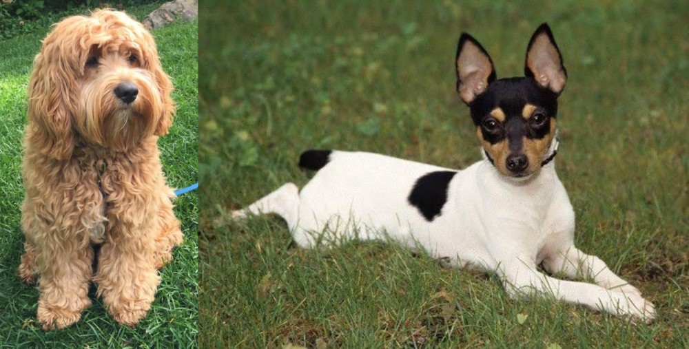 Toy Fox Terrier vs Cockapoo - Breed Comparison