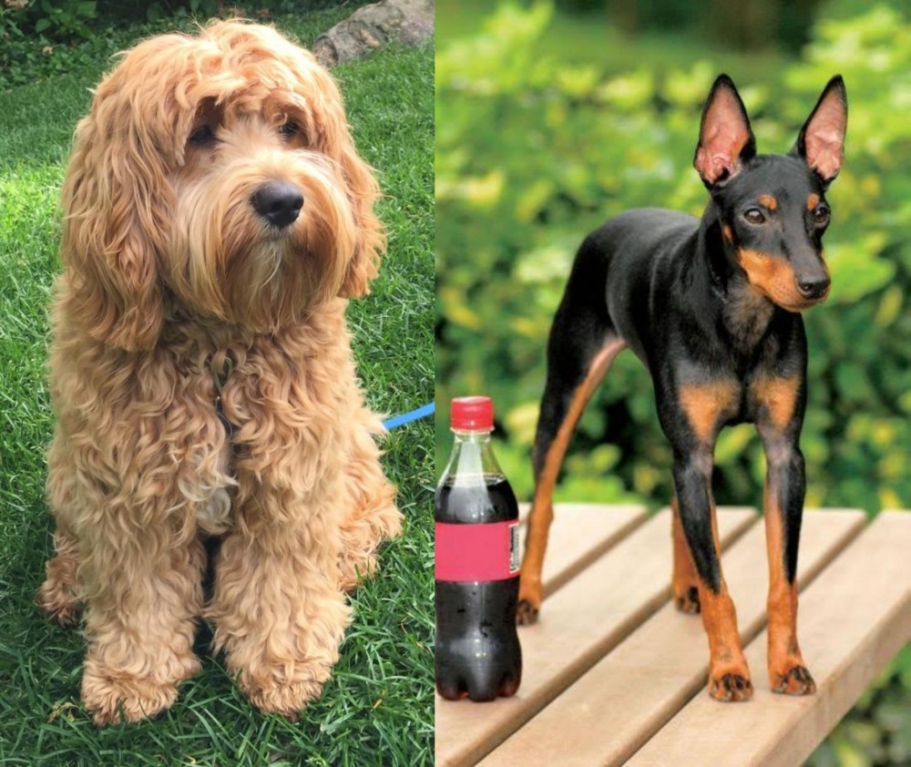 Toy Manchester Terrier vs Cockapoo - Breed Comparison