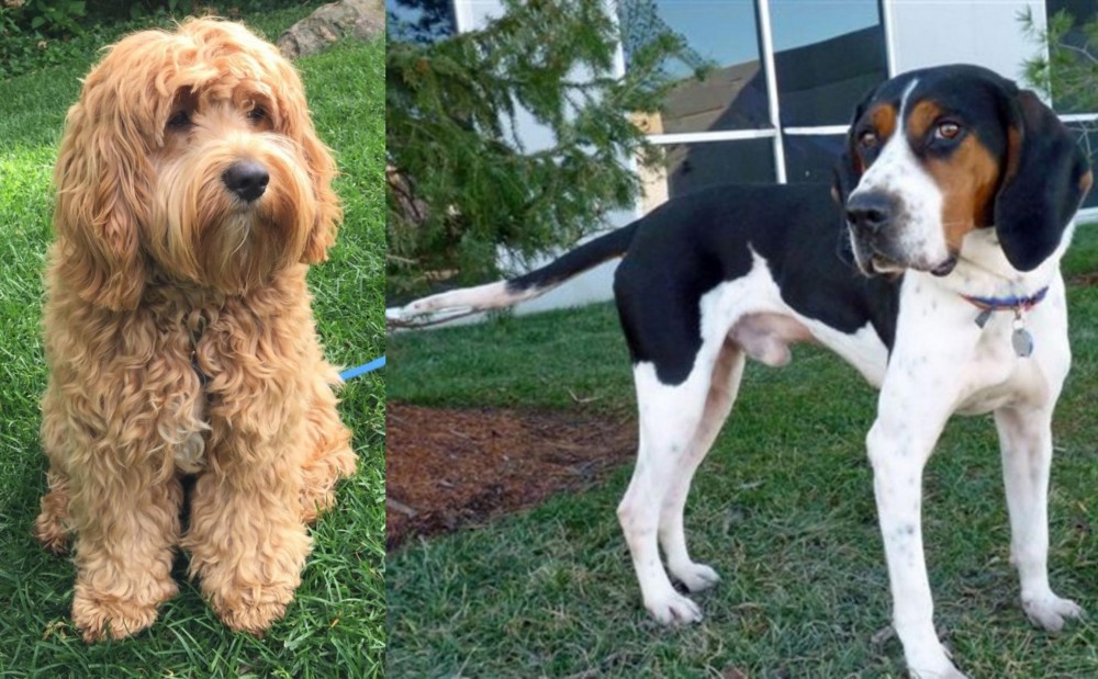 Treeing Walker Coonhound vs Cockapoo - Breed Comparison